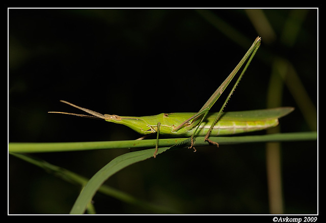 grasshopper 2640