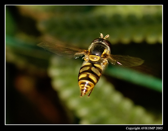 hoverfly2