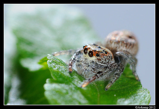 jumping spider 1512