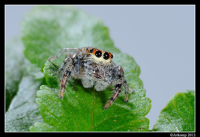 jumping spider 1517