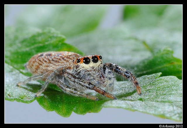 jumping spider 1520