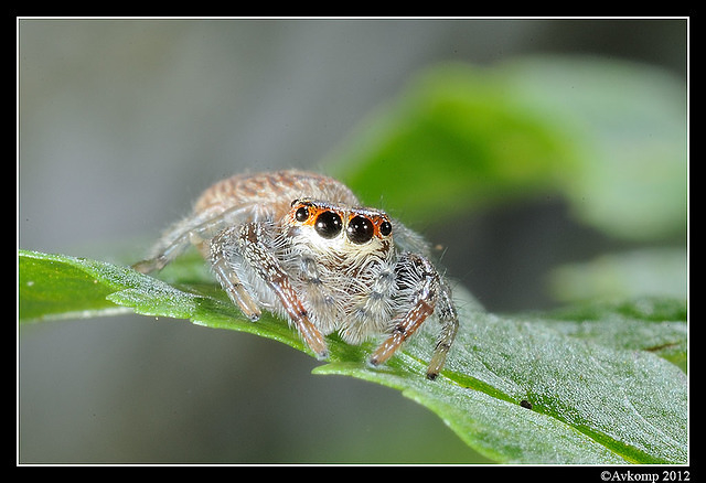 jumping spider 1524