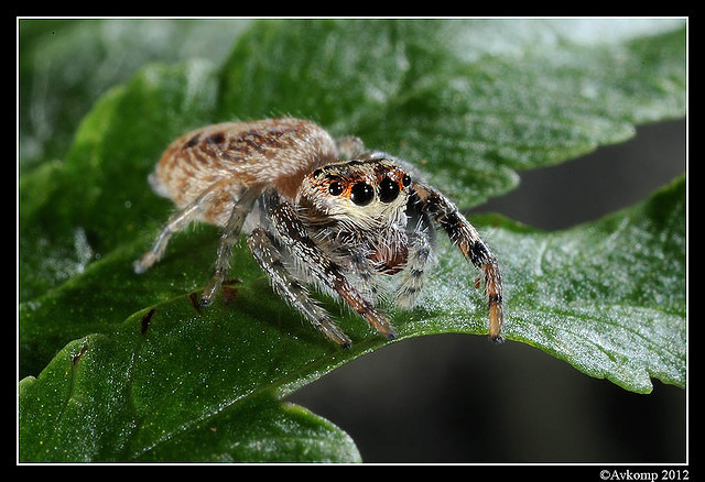 jumping spider 1525