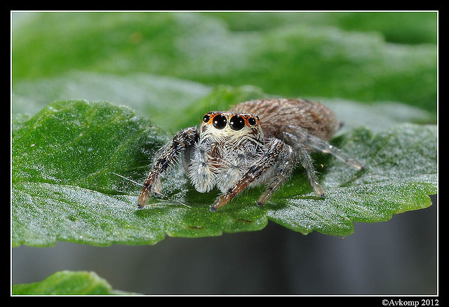 jumping spider 1527