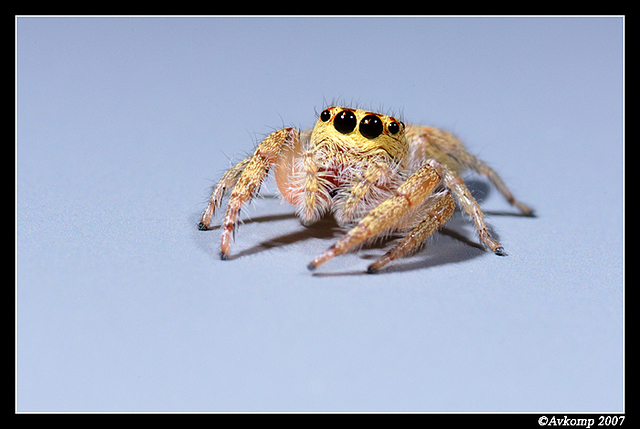 jumping spider 21