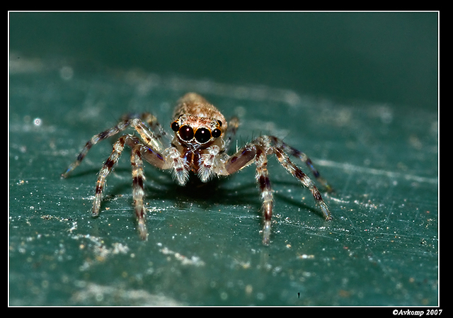 jumping spider 380