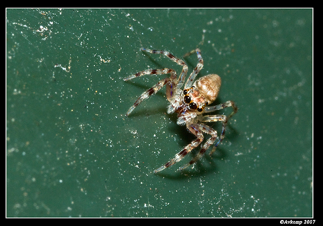 jumping spider 381