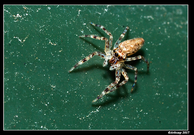 jumping spider 382