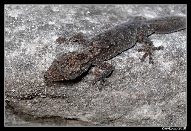 lesueurs velvet gecko 6331