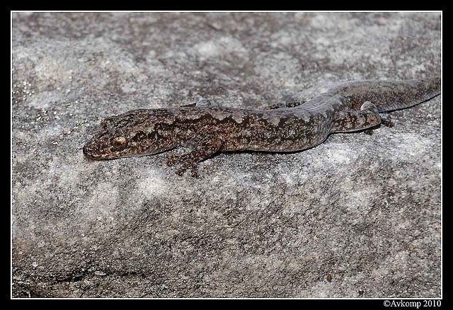 lesueurs velvet gecko 6332