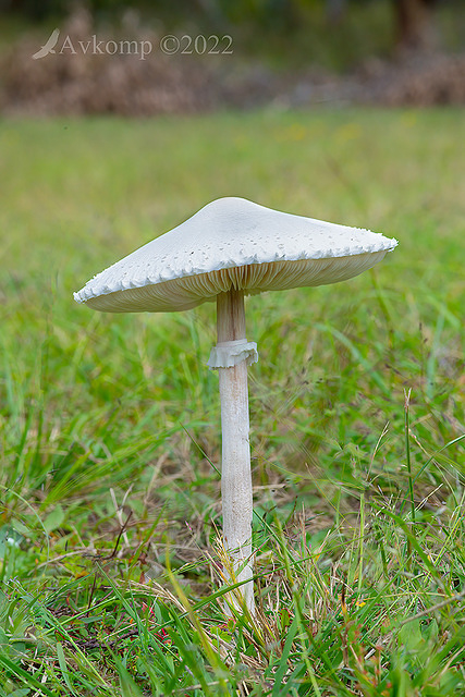 mushroom 6870