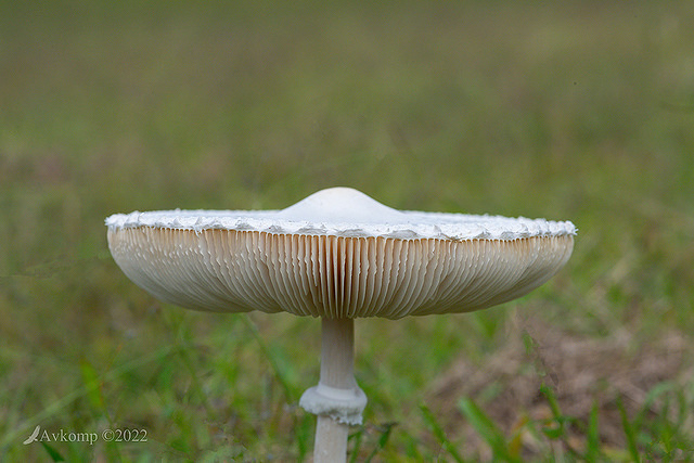 mushroom6899