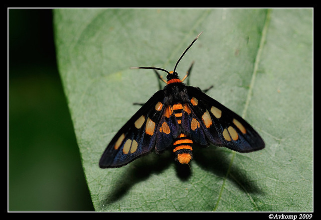 orange shoulder hawk moth 2596