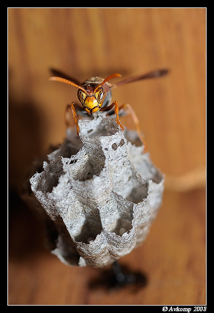 paper wasp 2831