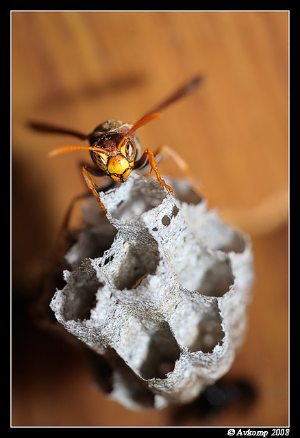 paper wasp 2833