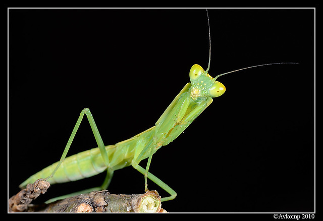 preying mantis 6683