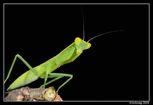 preying mantis 6684