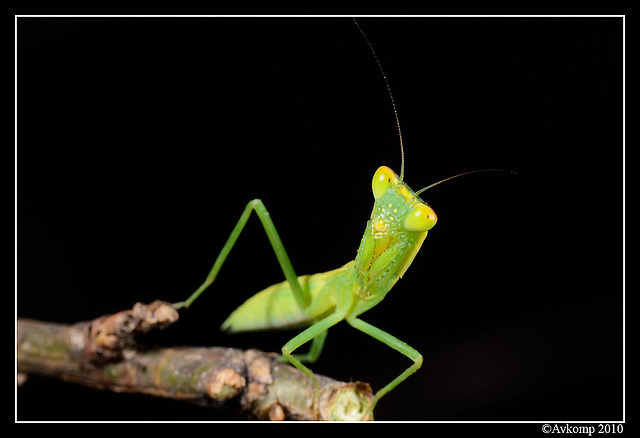 preying mantis 6685