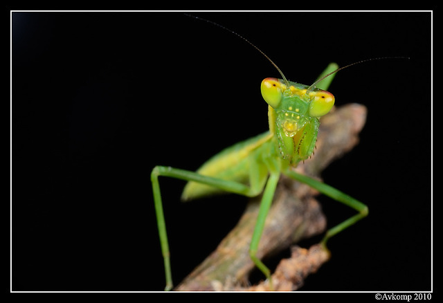 preying mantis 6688