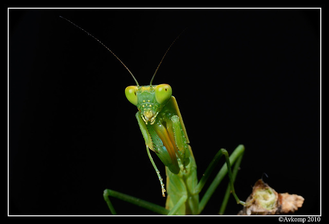 preying mantis 6692