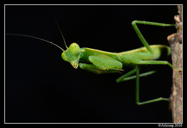 preying mantis 6693