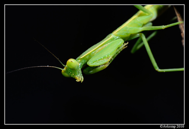 preying mantis 6694