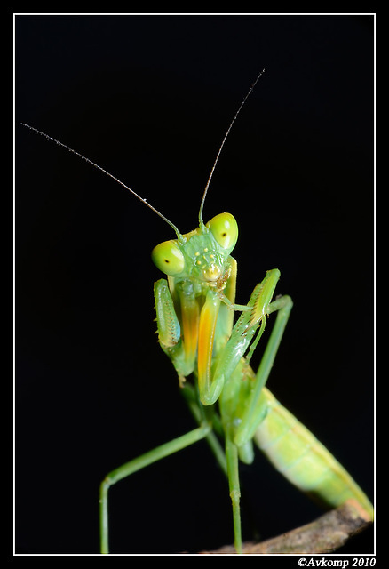 preying mantis 6695