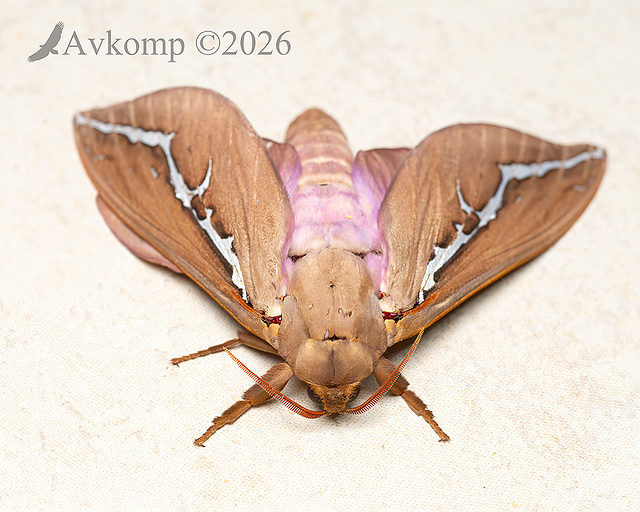 rain moth 13971