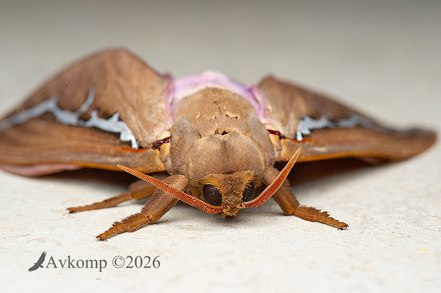 rain moth 13973