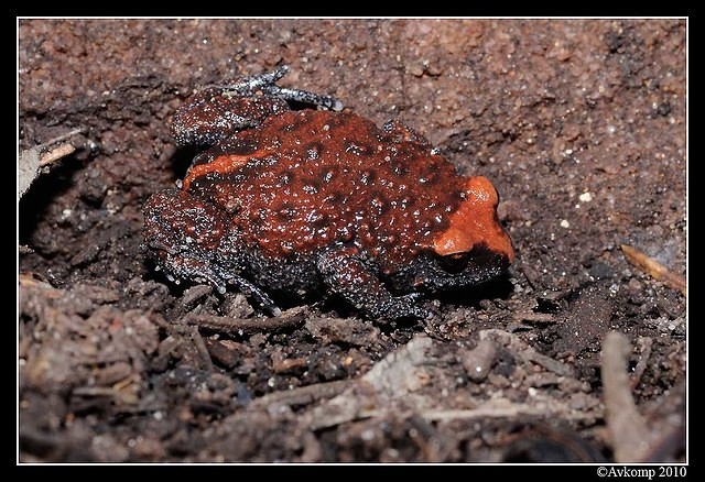 red crowned toadlet 6338