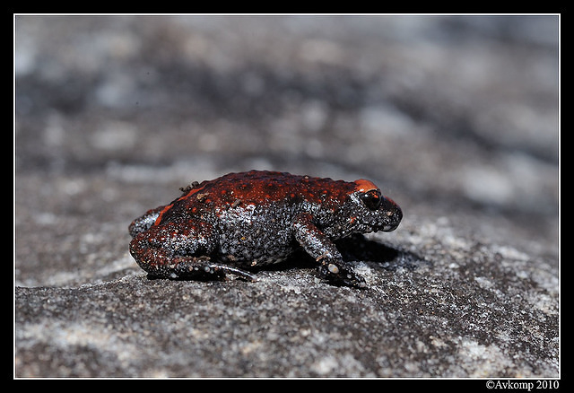 red crowned toadlet 6343