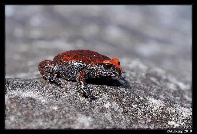 red crowned toadlet 6344