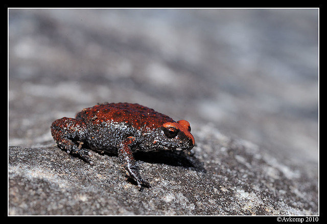 red crowned toadlet 6346