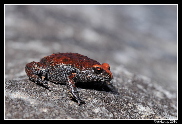 red crowned toadlet 6347