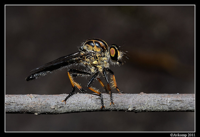 robber fly6835