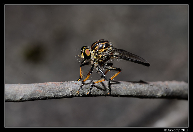 robber fly6836