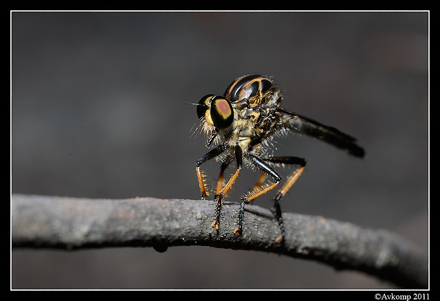 robber fly6839