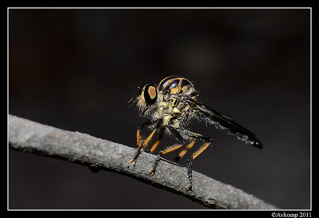 robber fly6840