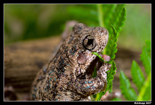 tree frog 168a