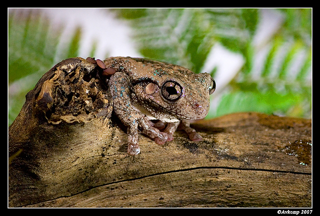 tree frog 177