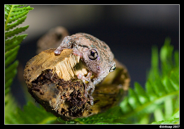 tree frog 181a