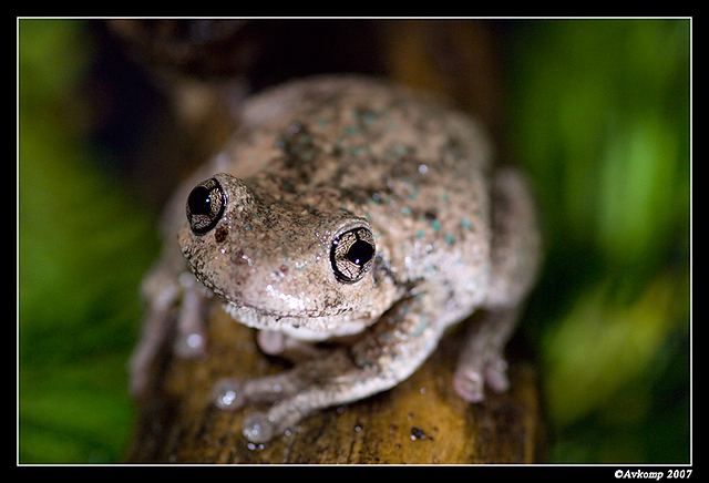 tree frog 193a