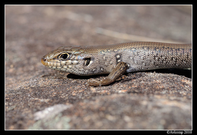 whites skink 6286