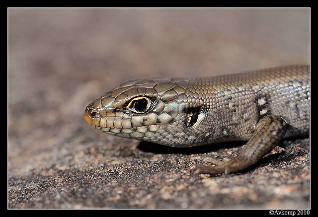 whites skink 6288