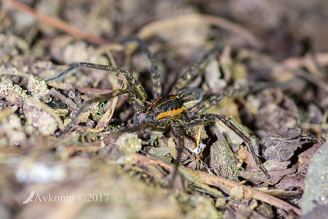 wolf spider 14896