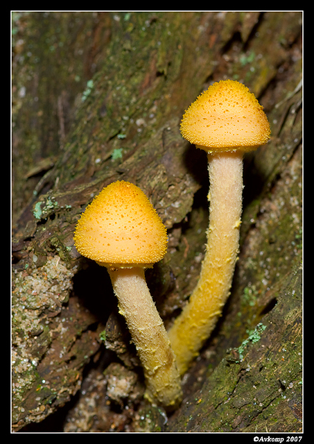 wollemi fungi 4 vert