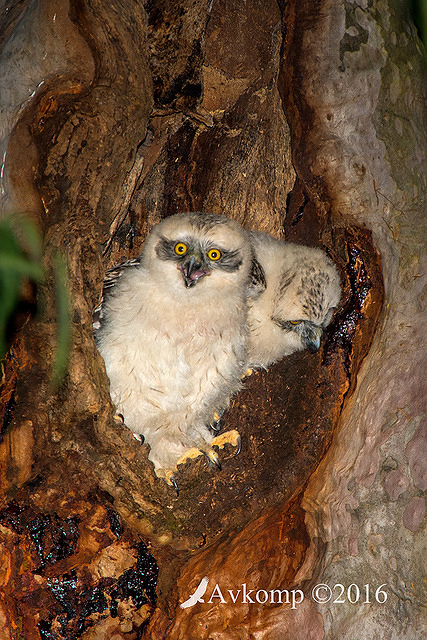 powerful owl 10524