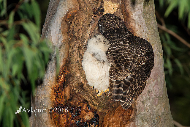 powerful owl 10577