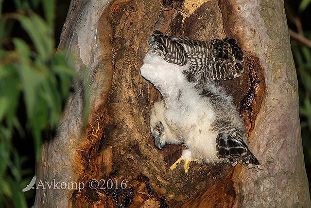 powerful owl 10585