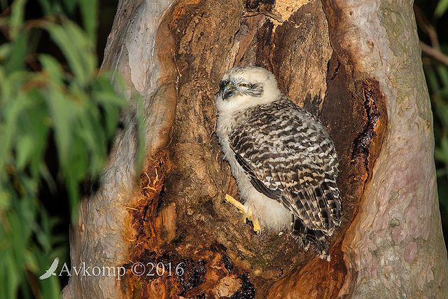 powerful owl 10586